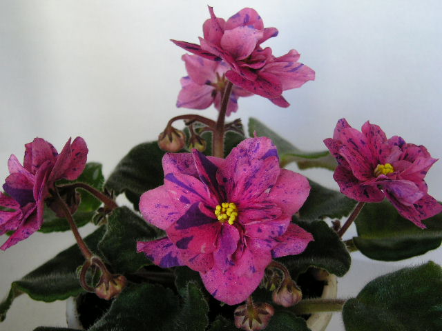 Coral Fantasy (N. Hudson)