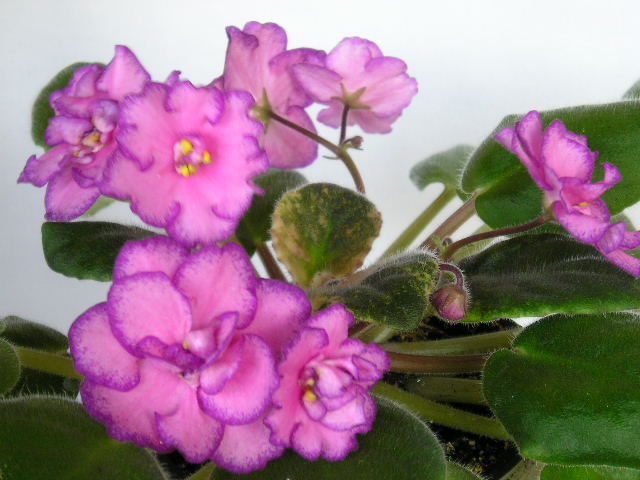 Berry Splash (E. Champion)