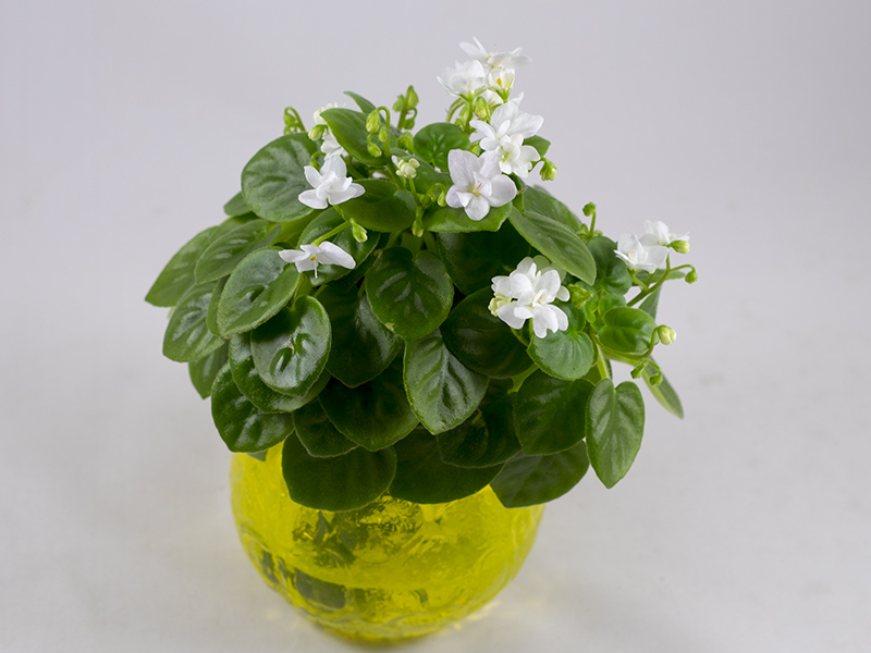 White Robi