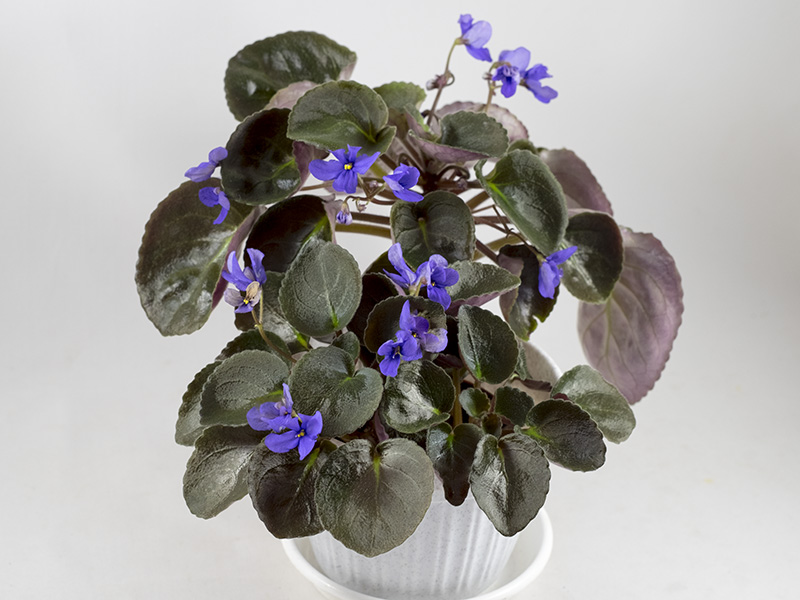 Senk`s Blue Cascade