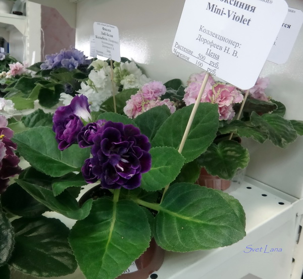 Глоксиния Mini-Violet (коллекционер Дорофеев Н.В.)