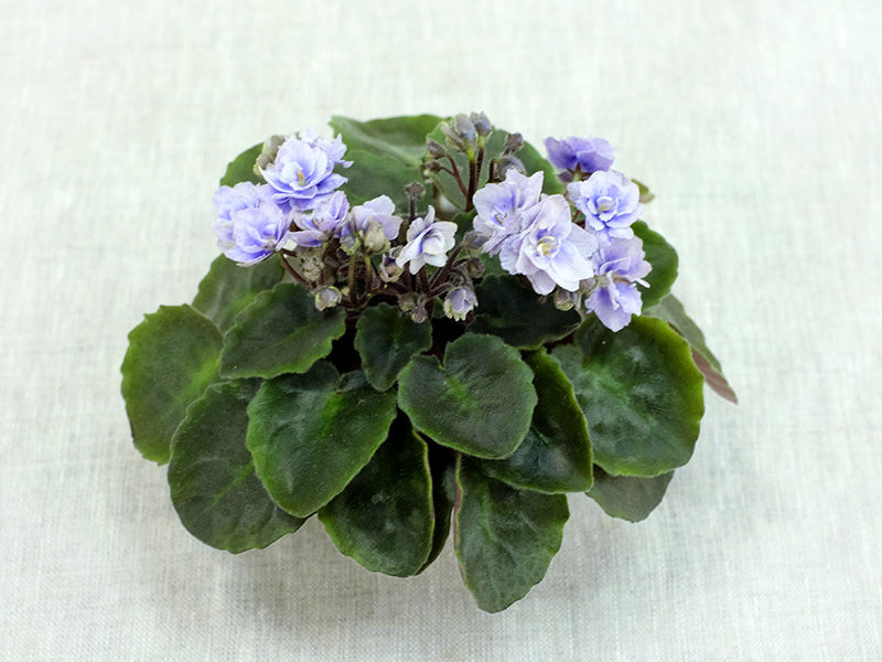 Persian Lace (S.Sorano) (колл. Т.Омельченко)