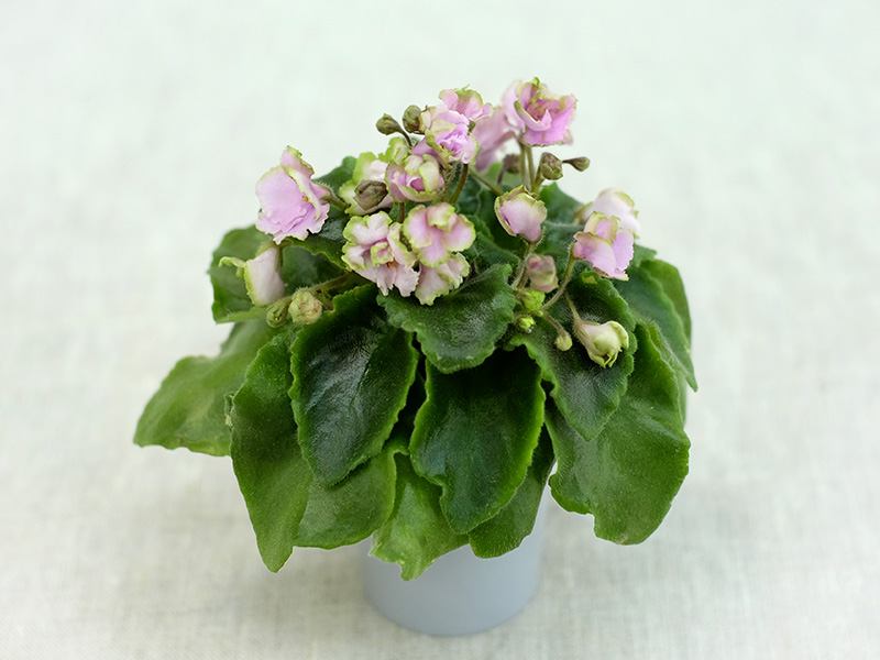 Celtic Rose (LLG) (колл. Т.Омельченко)