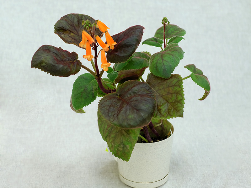 Смитианта 'Capistrano' (Cornell) (колл. А.Деревянкина, ДФ)