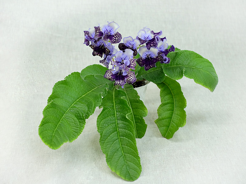 Harlequin Lace (Dibley) (колл. Е.Павлова)