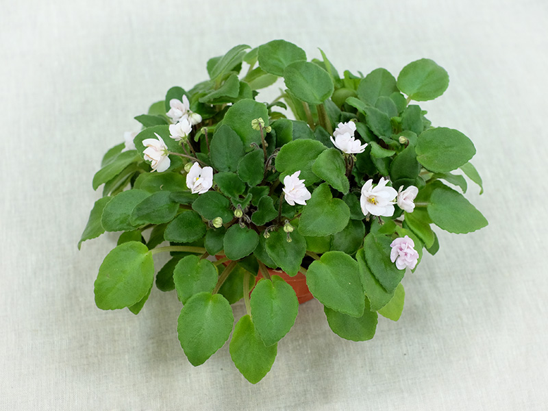 Taita Safina (Humako) (колл. Т.Омельченко)