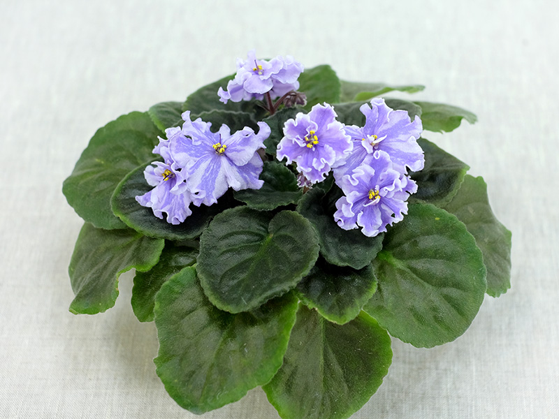 Calico Queen (P.Sorano/LLG) (колл. Калгины)