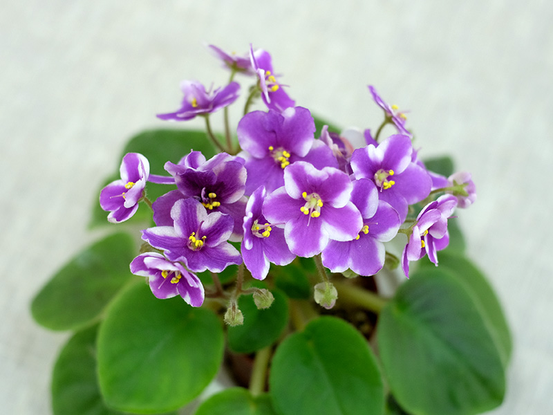 Cherry Princess (P.Sorano/LLG) (колл. Калгины)