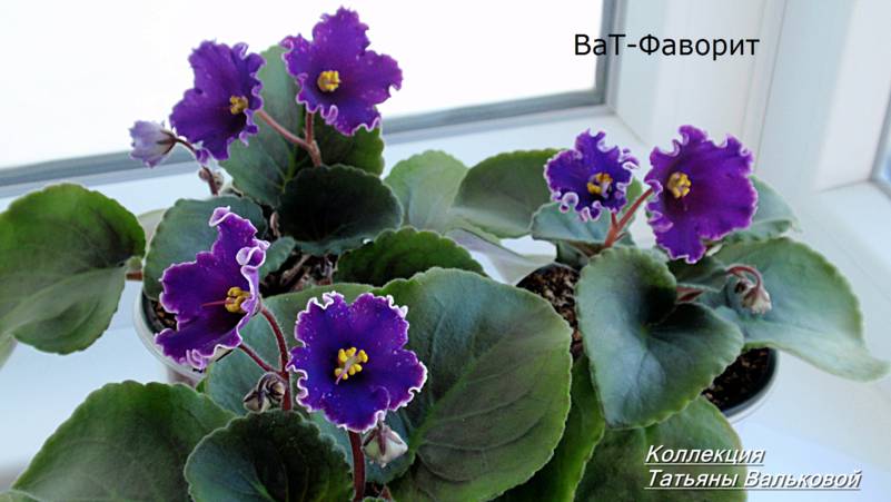 ВаТ-Фаворит, один стартер процвел без штришков.