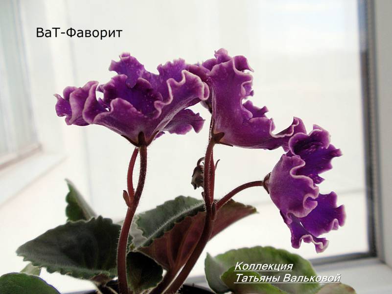 ВаТ-Фаворит, проверочный стартер