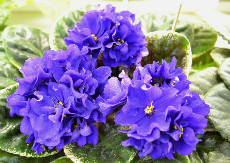 Ma s Blue Turtle Cтуленковой.JPG