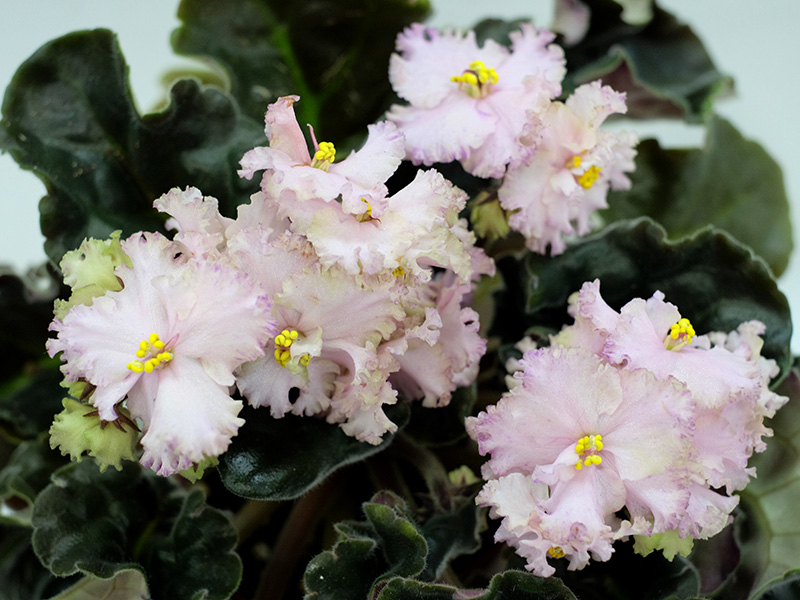 Pink Jade.1.jpg