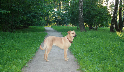 Лены-Авд.2.jpg