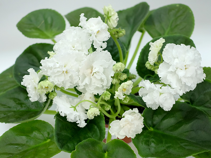 Свадебный Букет (Морев).jpg