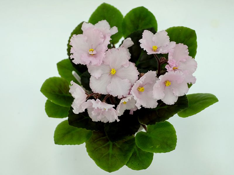 Prima Pink