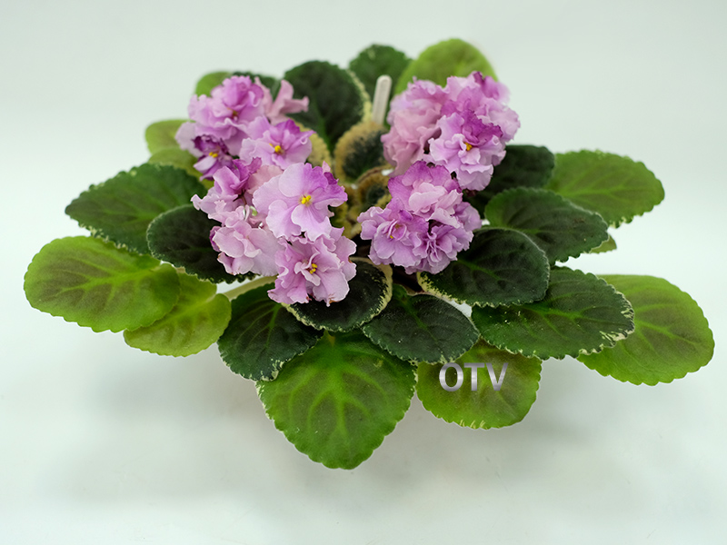 Apache Primrose.jpg