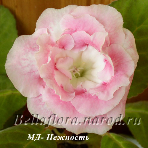 МД--Нежность-500.jpg