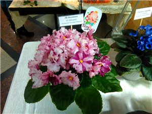 f5cbf08ddf97.jpg