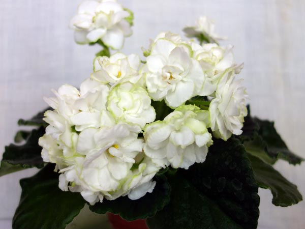 РС-Балерина.jpg