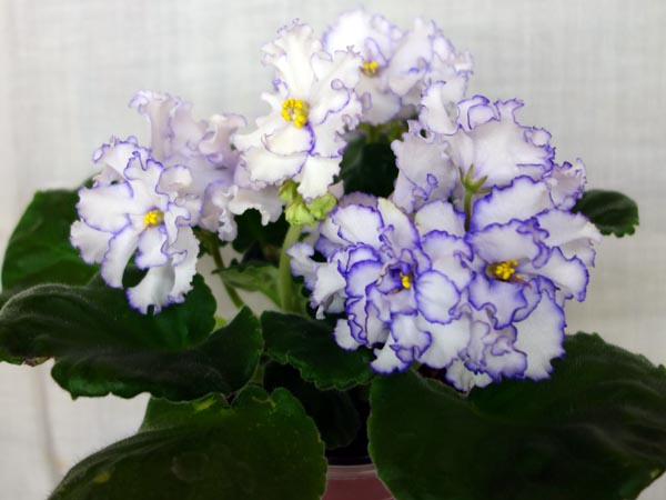 ЛЕ-Северная Роза.jpg
