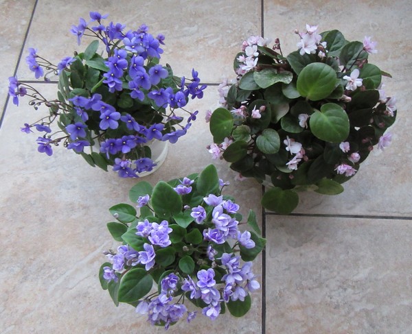 Pixie Blue, Champangne Pink, Rocky Mountain