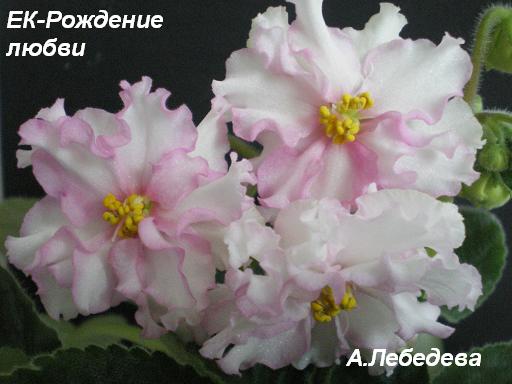 ЕК-Рождение любви 25.03.09 20-20 текст.JPG