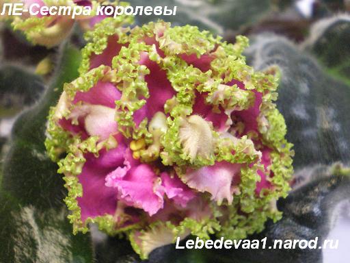 ЛЕ-Сестра королевы 28.04.09 20-20 текст.JPG