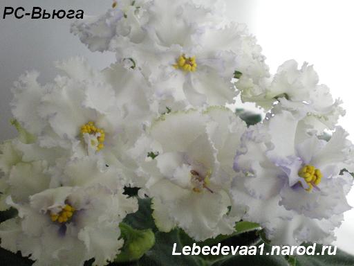 РС-Вьюга 16.04.09 (12) 20-20 3 текст.JPG