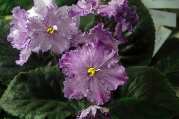 Киселева-Dn-Fleur.jpg