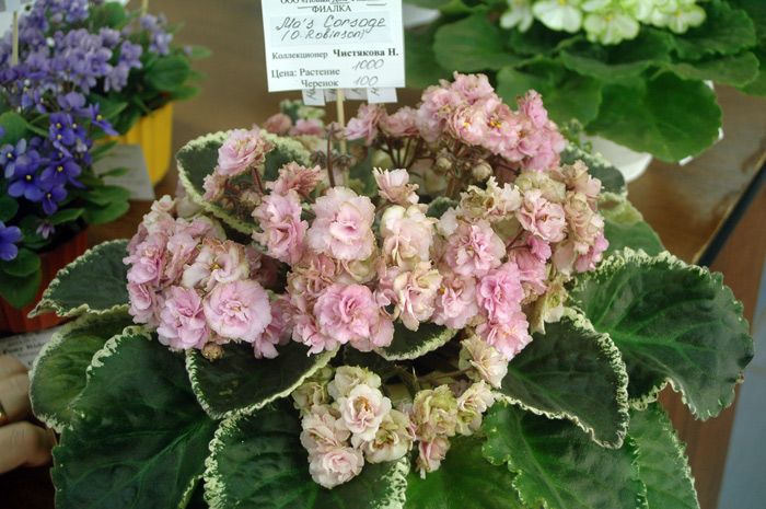 Чистякова-Ma's-Corsage.jpg
