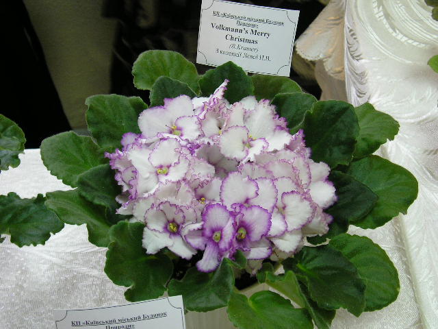 P1010032.JPG