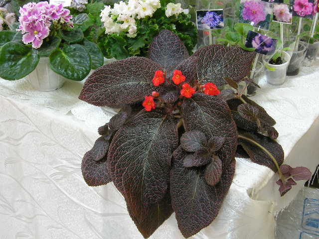 P1010031.JPG