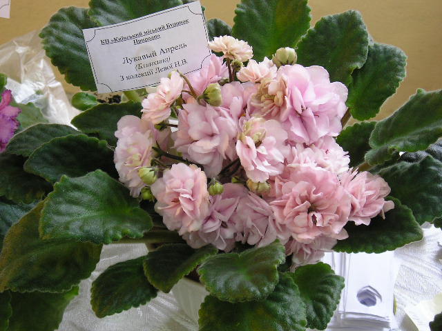 P1010160.JPG
