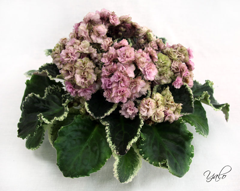 1 место – Ma's Corsage (O. Robinson), колл. Н. Чистякова