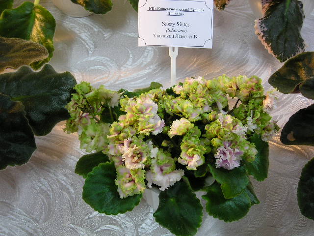 P1010004.JPG