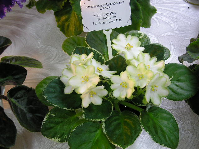 P1010003.JPG