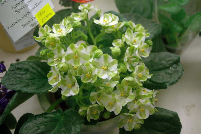 Киселева-Emerald-Love-sport.jpg