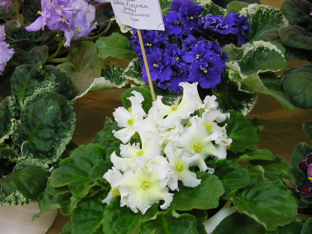 Golden Autumn (кол.Т.Катольчук)