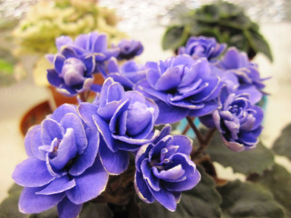 IMG_6179.jpg