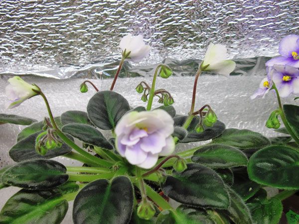 IMG_6185.jpg