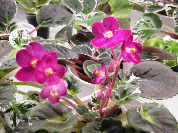 IMG_6189.jpg