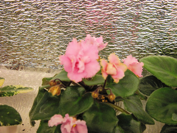 IMG_6199.jpg