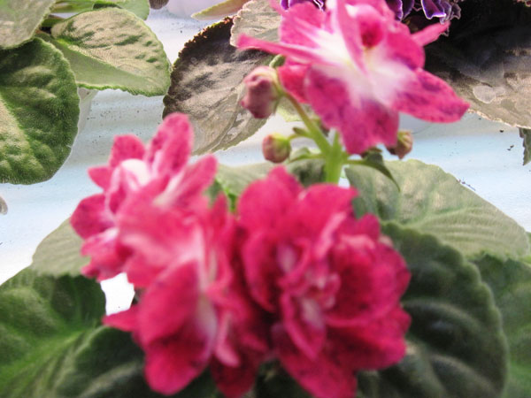 IMG_6220.jpg