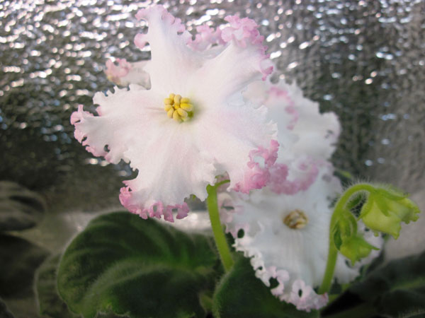 IMG_6263.jpg