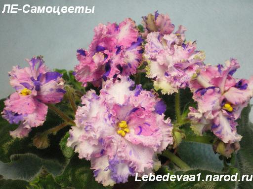 ЛЕ-Самоцветы 16.05.09 (8) 20-20 текст.JPG