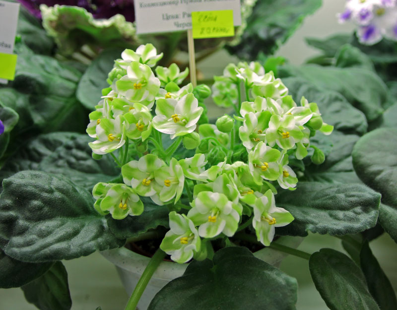 Emerald Love sp. green
