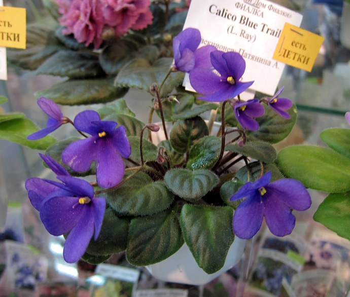 Caliko-Blue-Trail.jpg