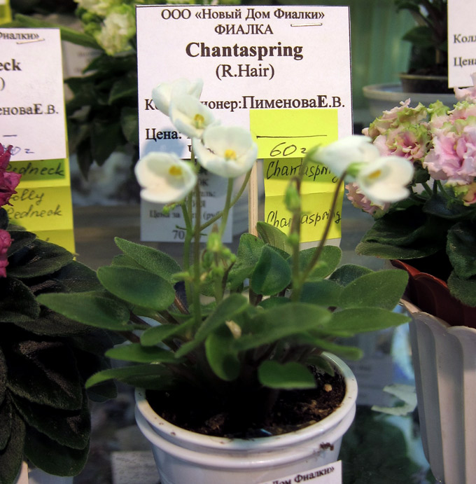 Chantaspring.jpg