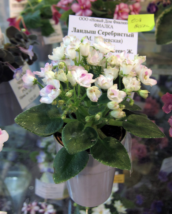 Ландыш-Серебристый.jpg