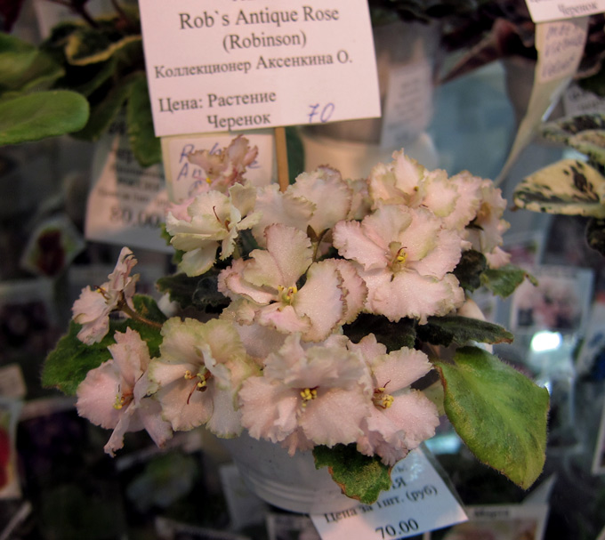 Rob's-Antique-Rose.jpg